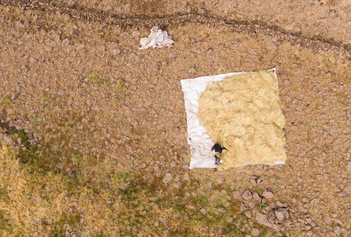 Diyarbakır'da zorlu pirinç hasadı: Elle yapılıyor