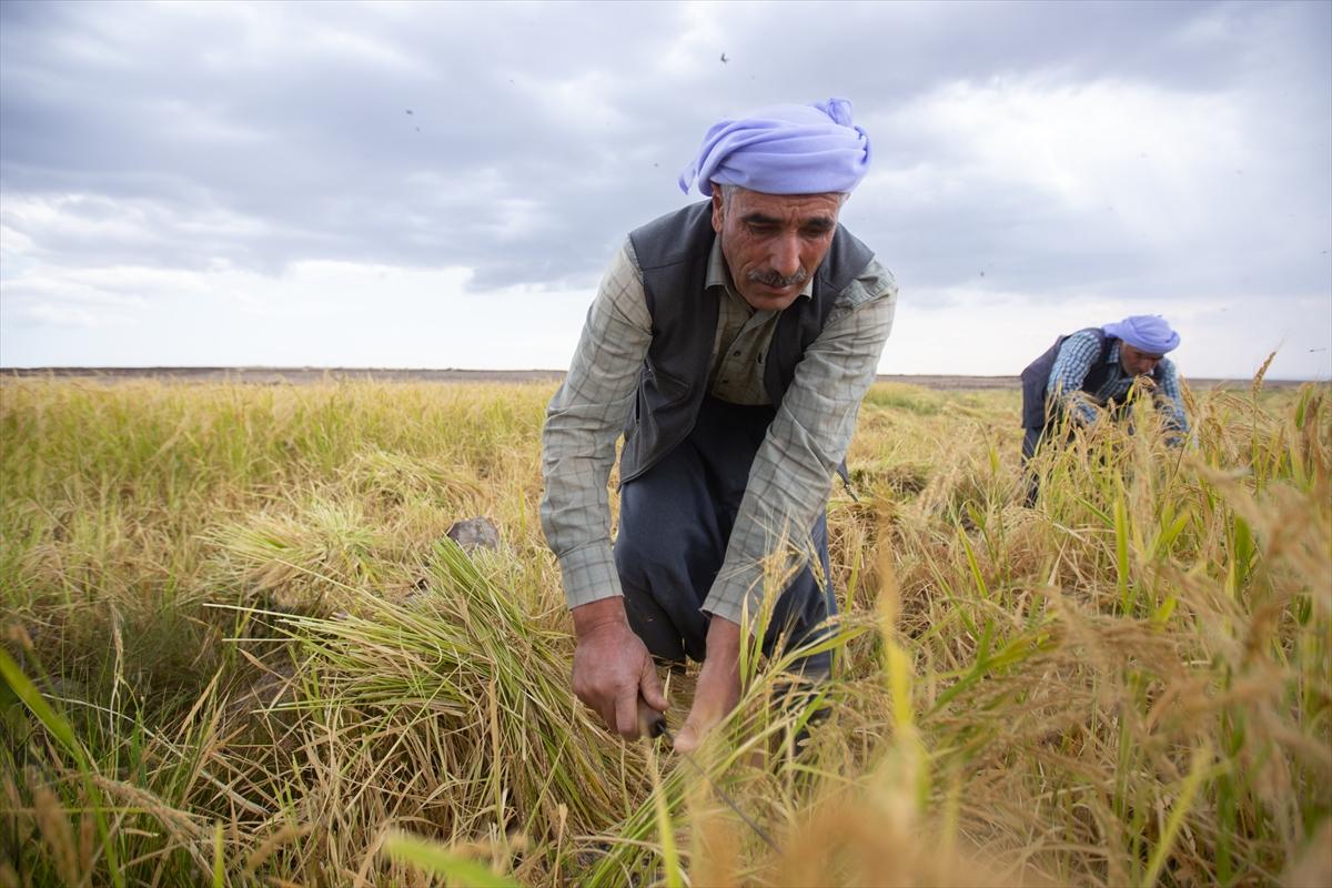 Diyarbakır'da zorlu pirinç hasadı: Elle yapılıyor