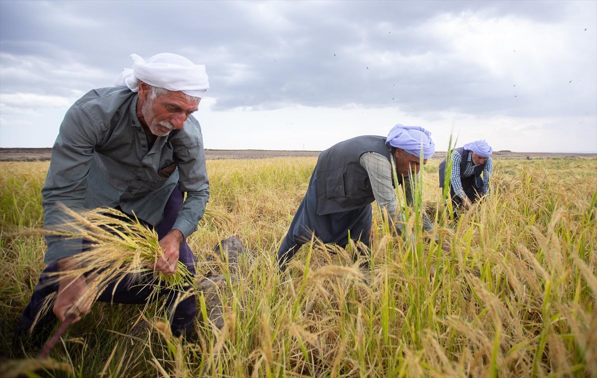 Diyarbakır'da zorlu pirinç hasadı: Elle yapılıyor