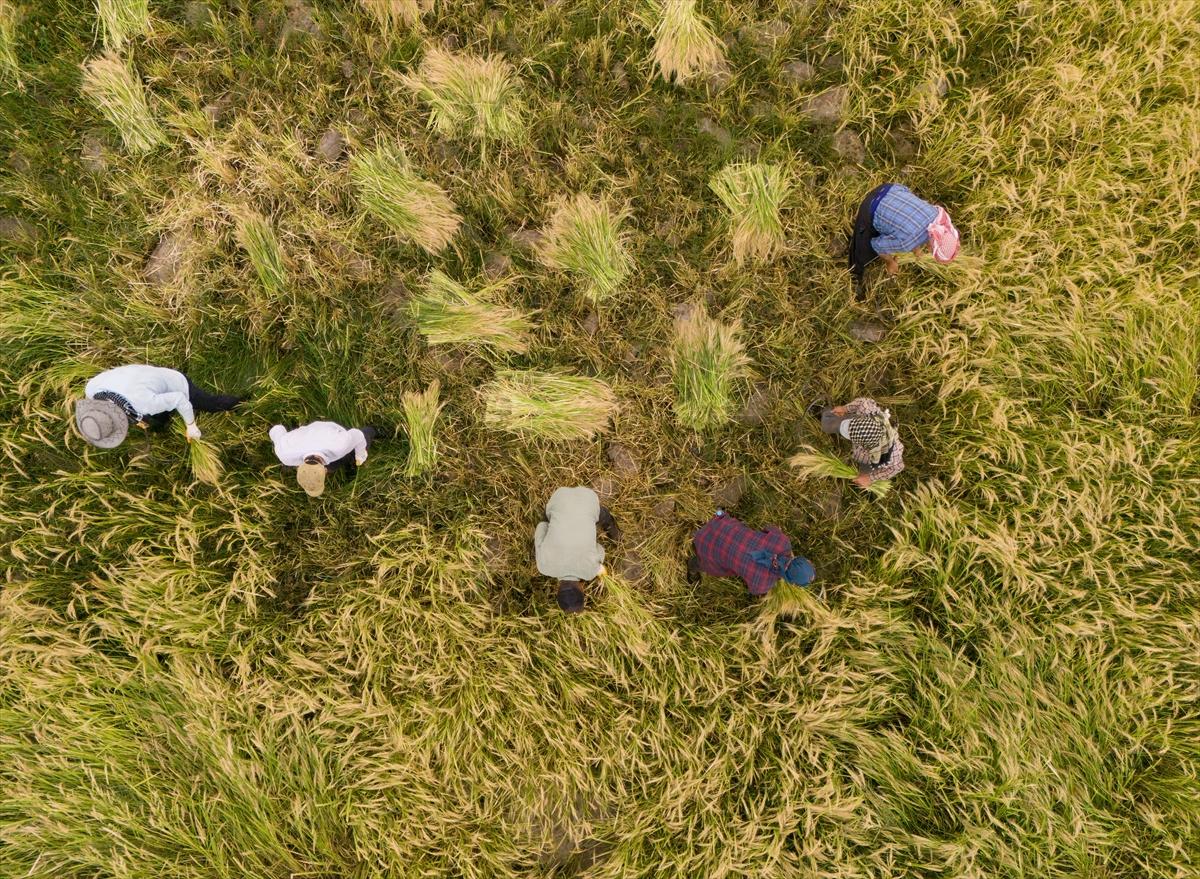 Diyarbakır'da zorlu pirinç hasadı: Elle yapılıyor