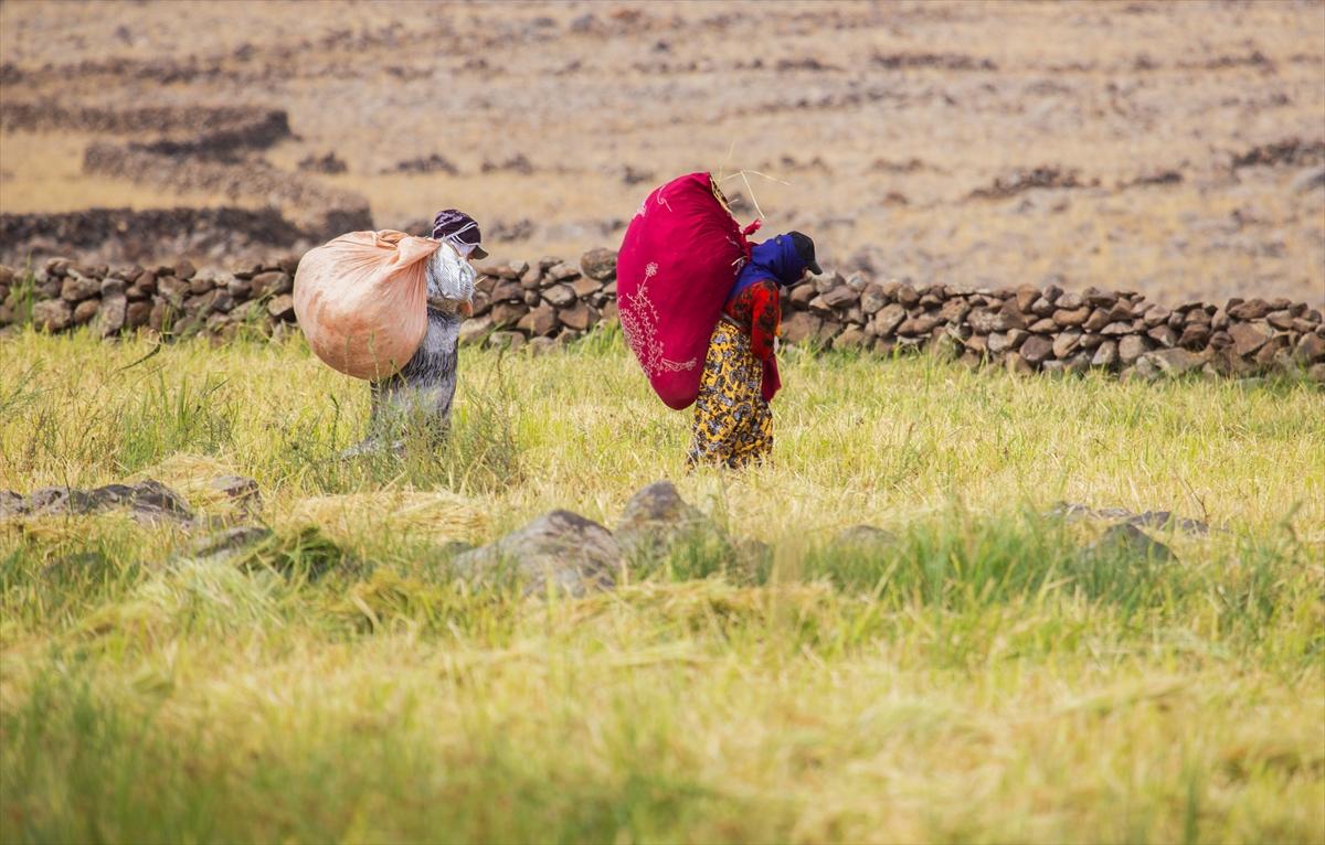 Diyarbakır'da zorlu pirinç hasadı: Elle yapılıyor