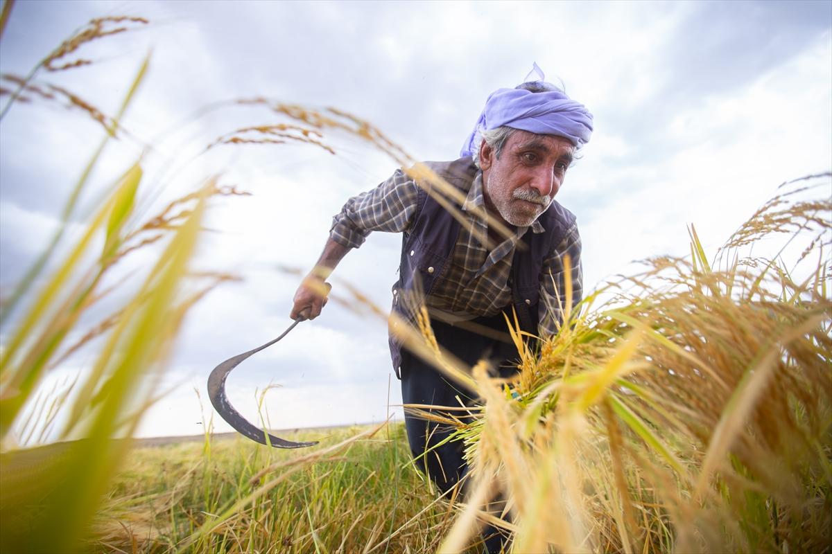 Diyarbakır'da zorlu pirinç hasadı: Elle yapılıyor