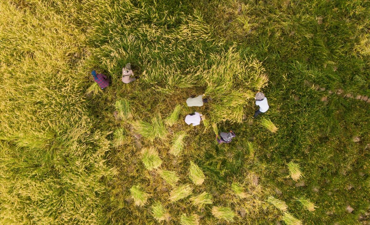 Diyarbakır'da zorlu pirinç hasadı: Elle yapılıyor