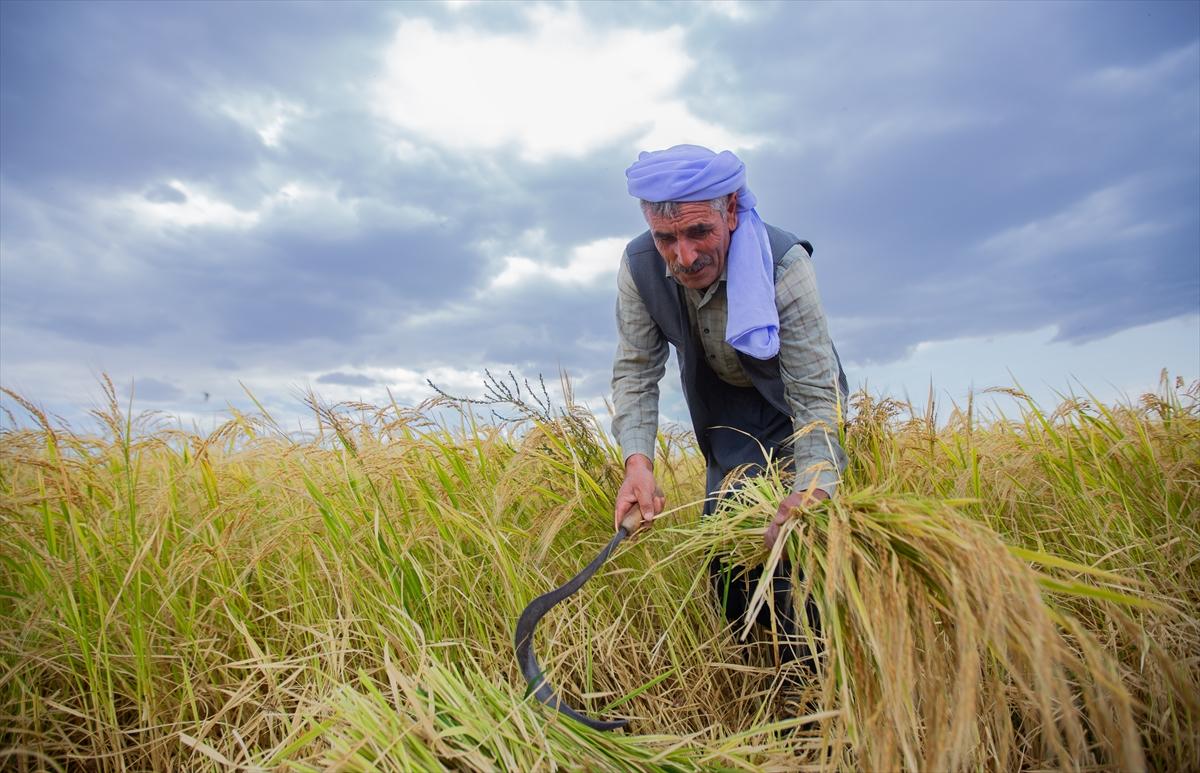 Diyarbakır'da zorlu pirinç hasadı: Elle yapılıyor