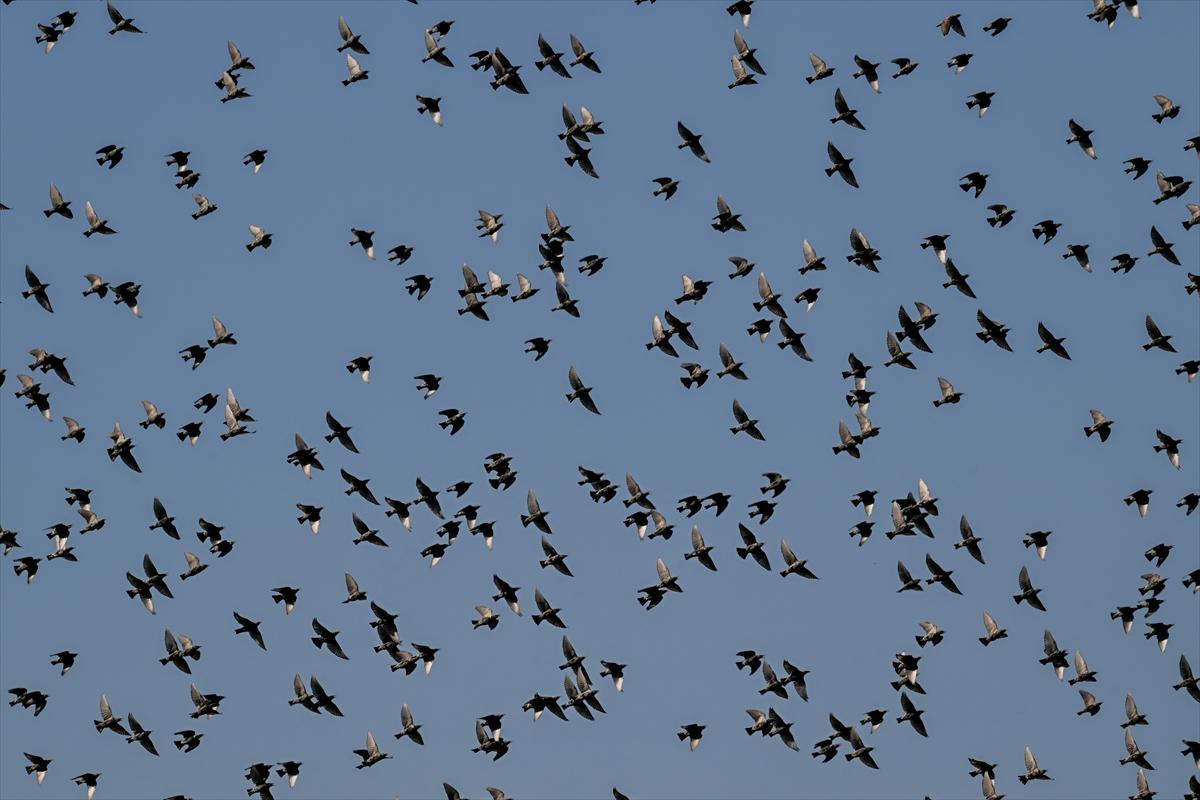 Gaziantep kuşlara ev sahipliği yapıyor