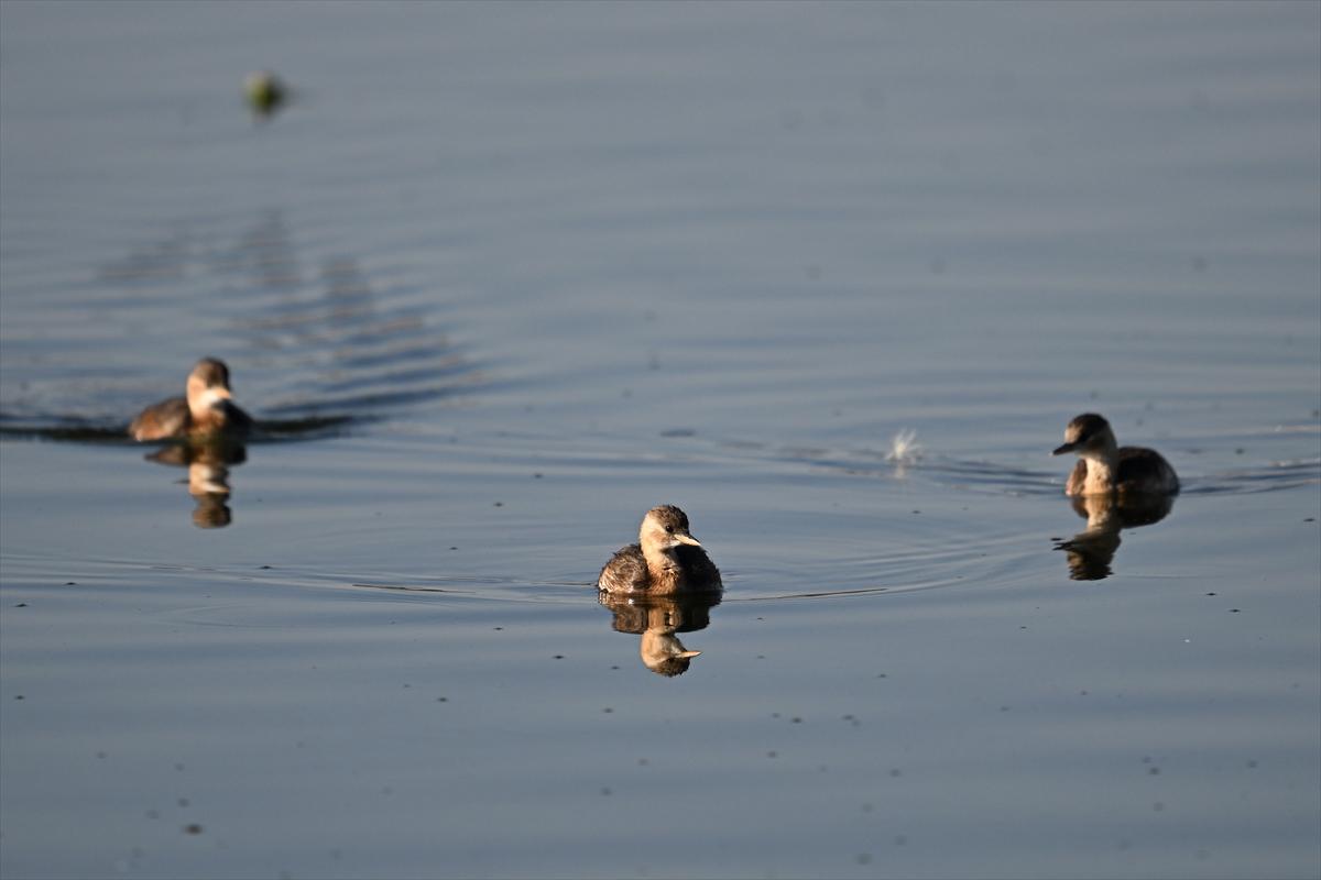 Gaziantep kuşlara ev sahipliği yapıyor
