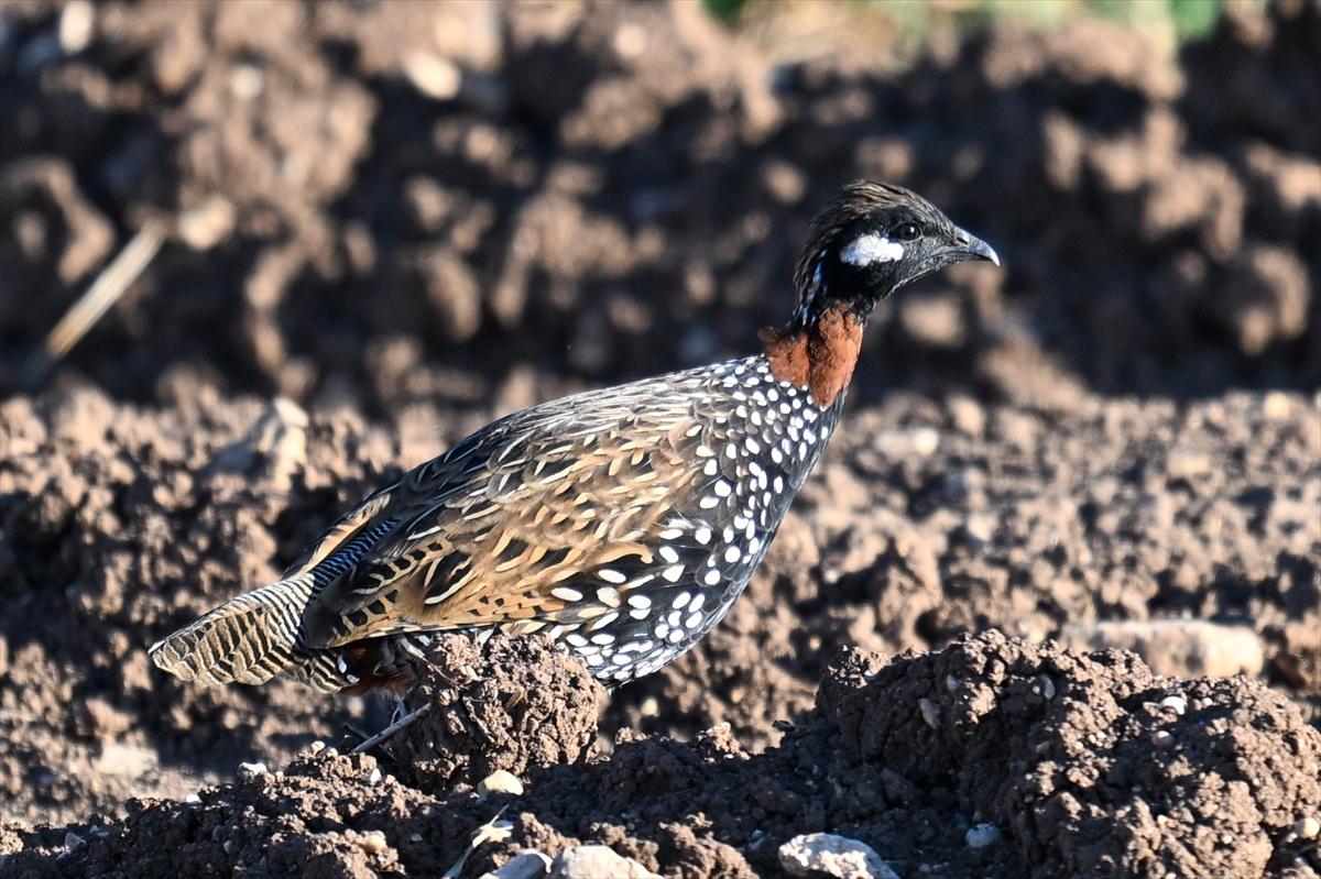 Gaziantep kuşlara ev sahipliği yapıyor