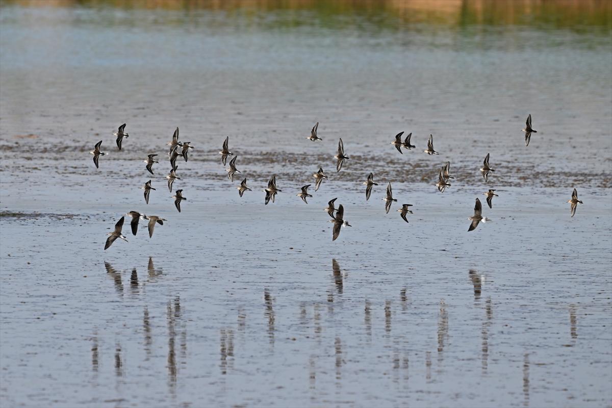 Gaziantep kuşlara ev sahipliği yapıyor