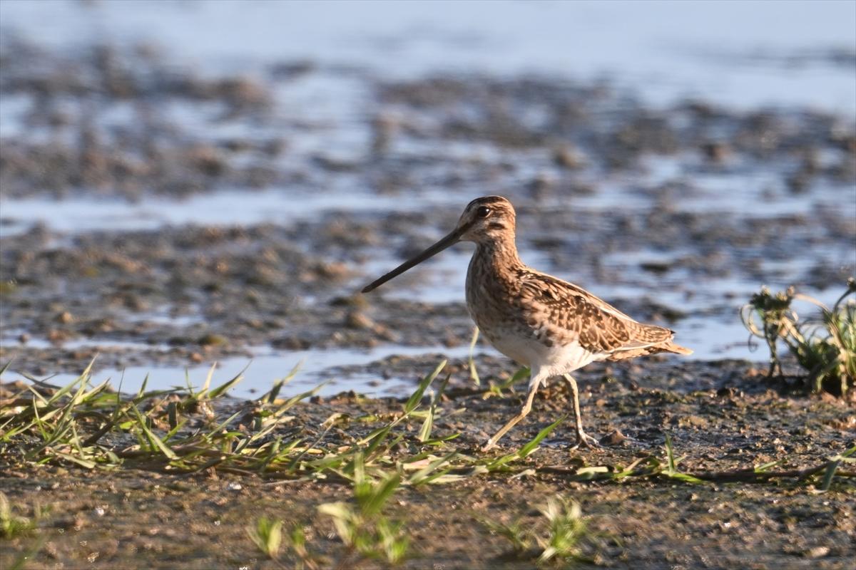 Gaziantep kuşlara ev sahipliği yapıyor