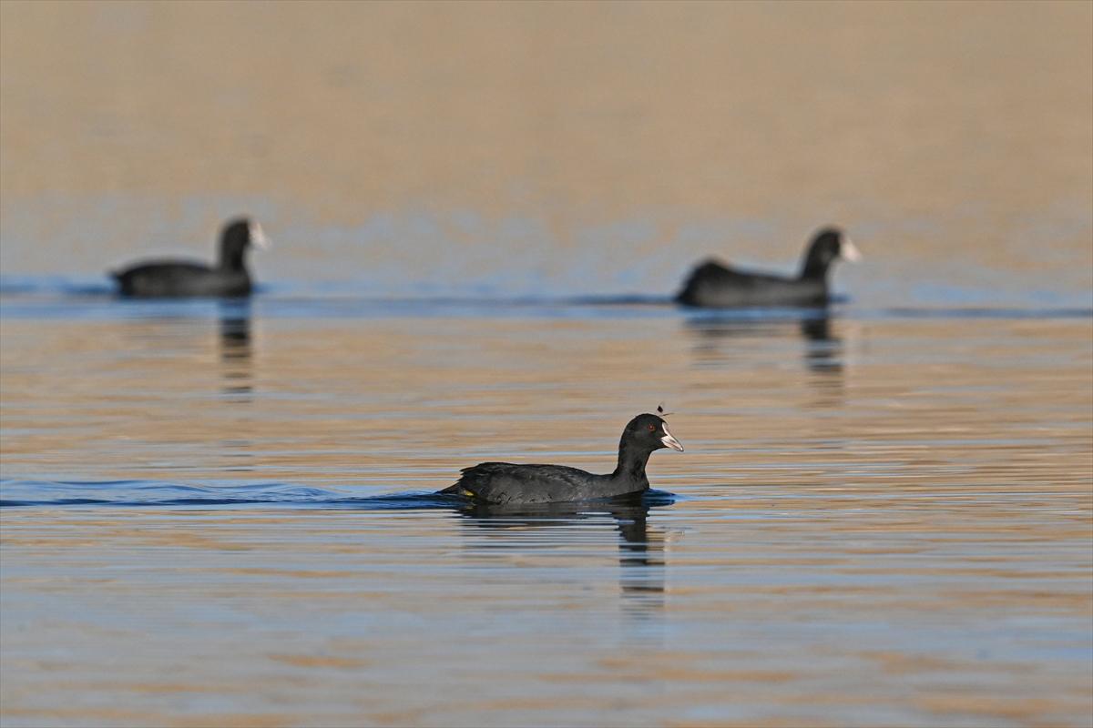 Gaziantep kuşlara ev sahipliği yapıyor