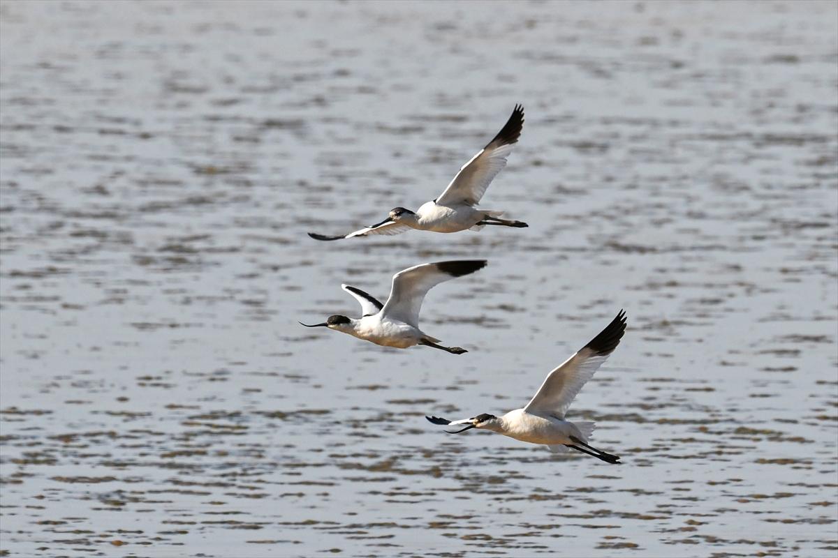 Gaziantep kuşlara ev sahipliği yapıyor