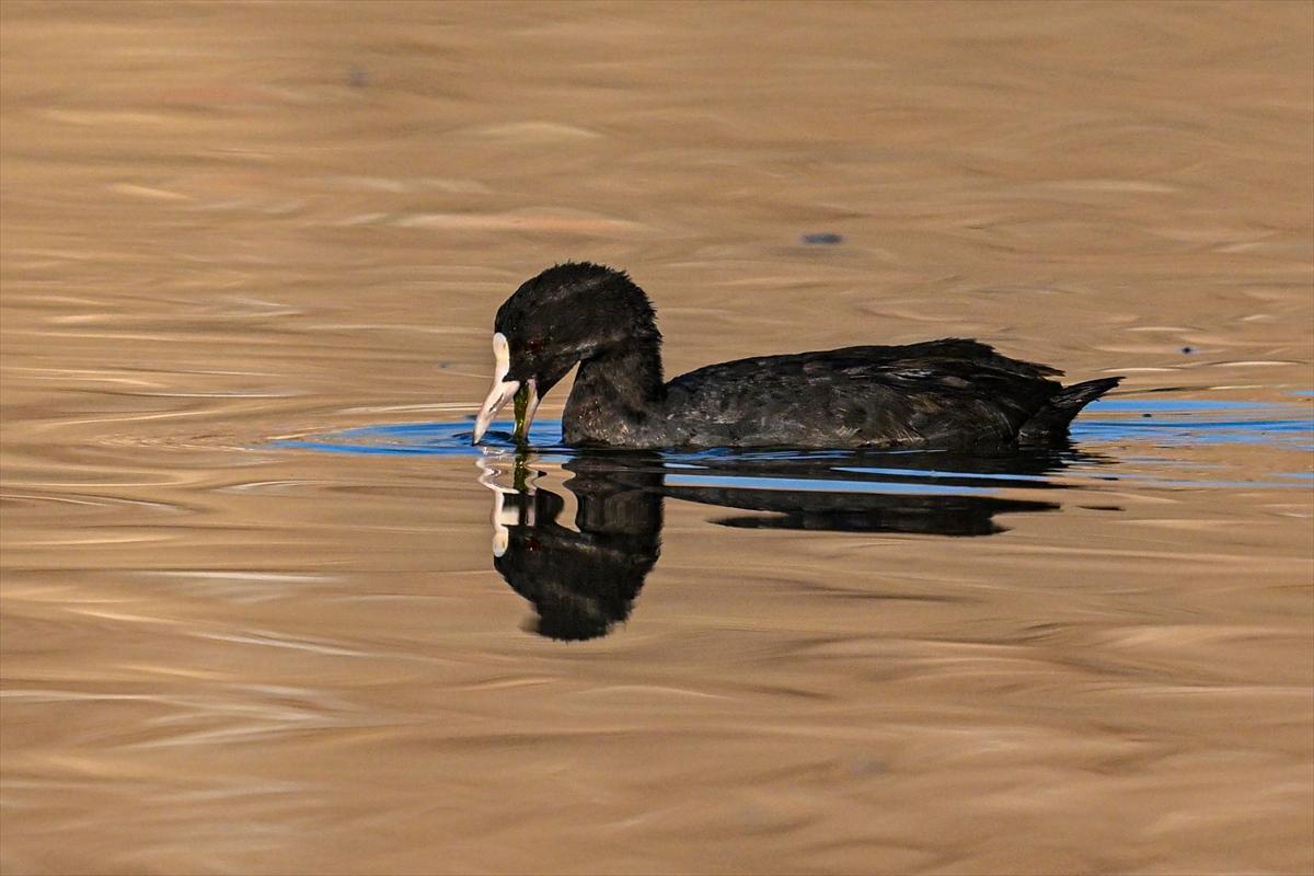 Gaziantep kuşlara ev sahipliği yapıyor