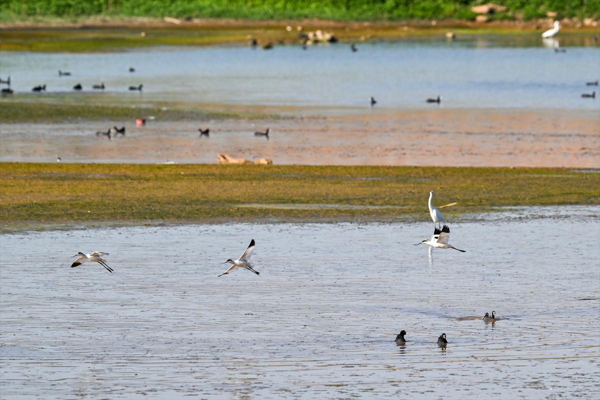 Gaziantep kuşlara ev sahipliği yapıyor
