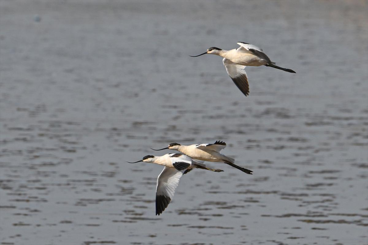 Gaziantep kuşlara ev sahipliği yapıyor