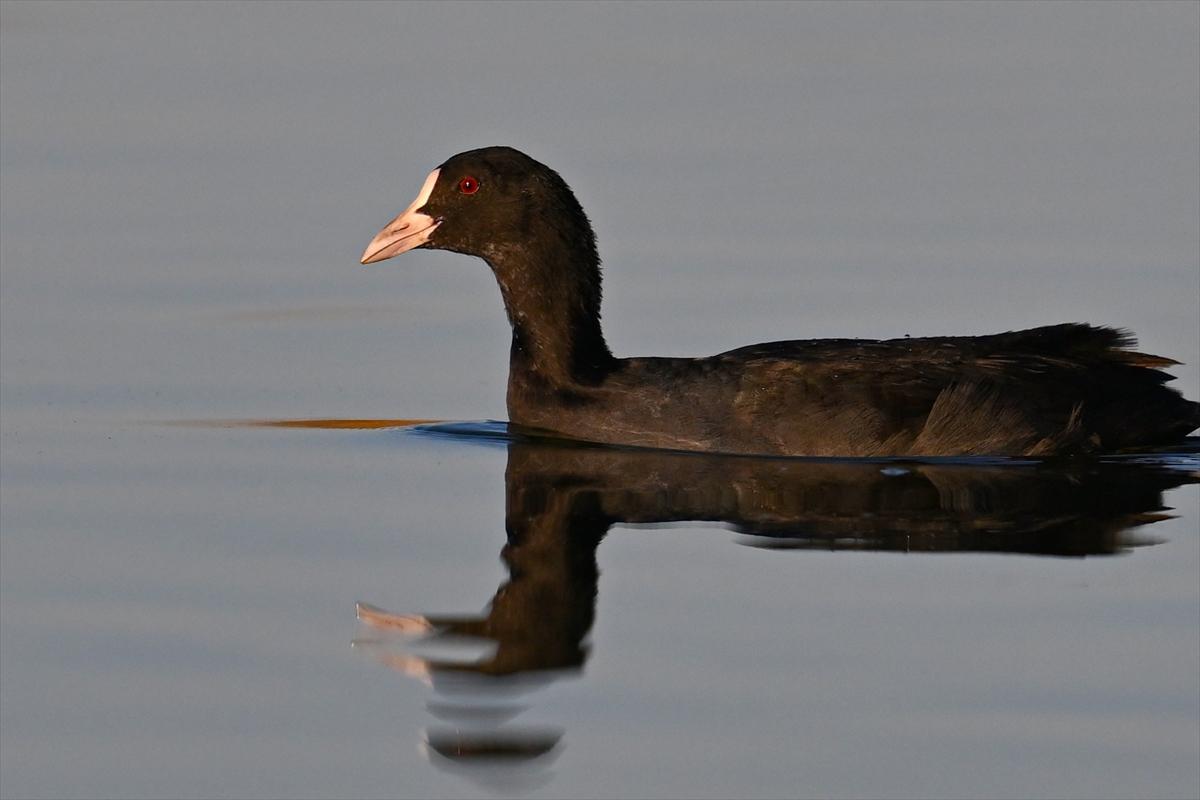 Gaziantep kuşlara ev sahipliği yapıyor
