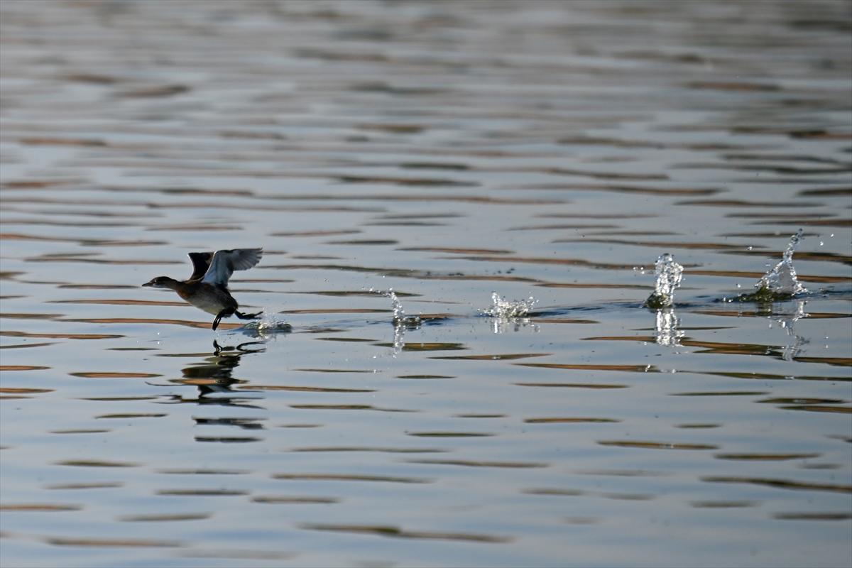 Gaziantep kuşlara ev sahipliği yapıyor