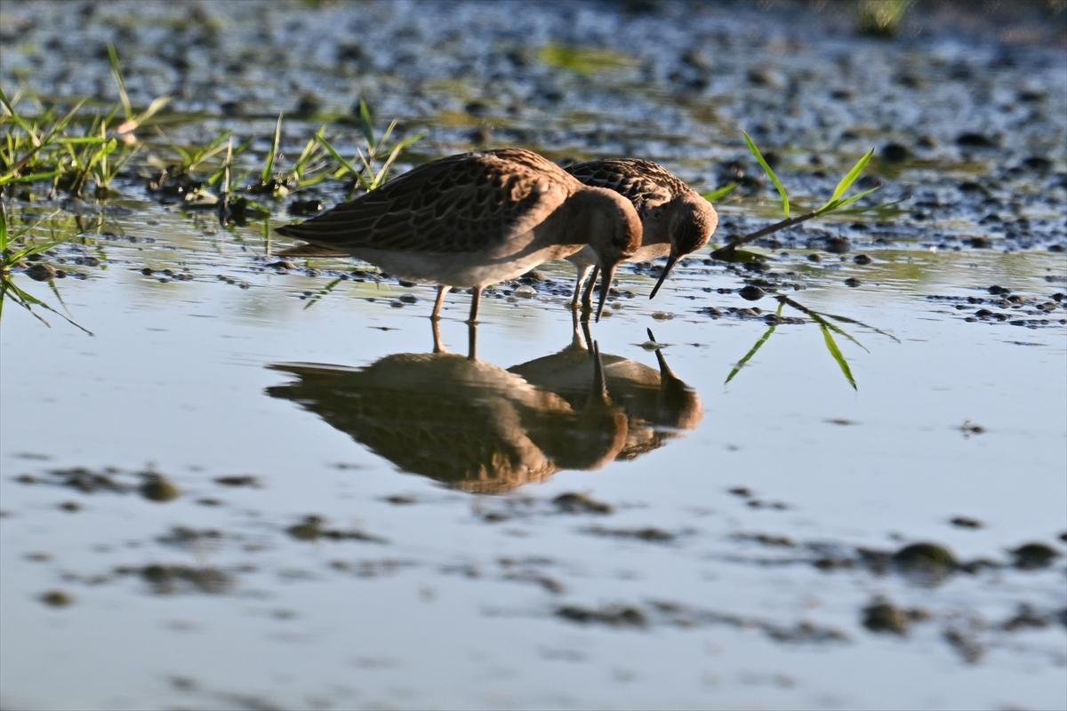 Gaziantep kuşlara ev sahipliği yapıyor