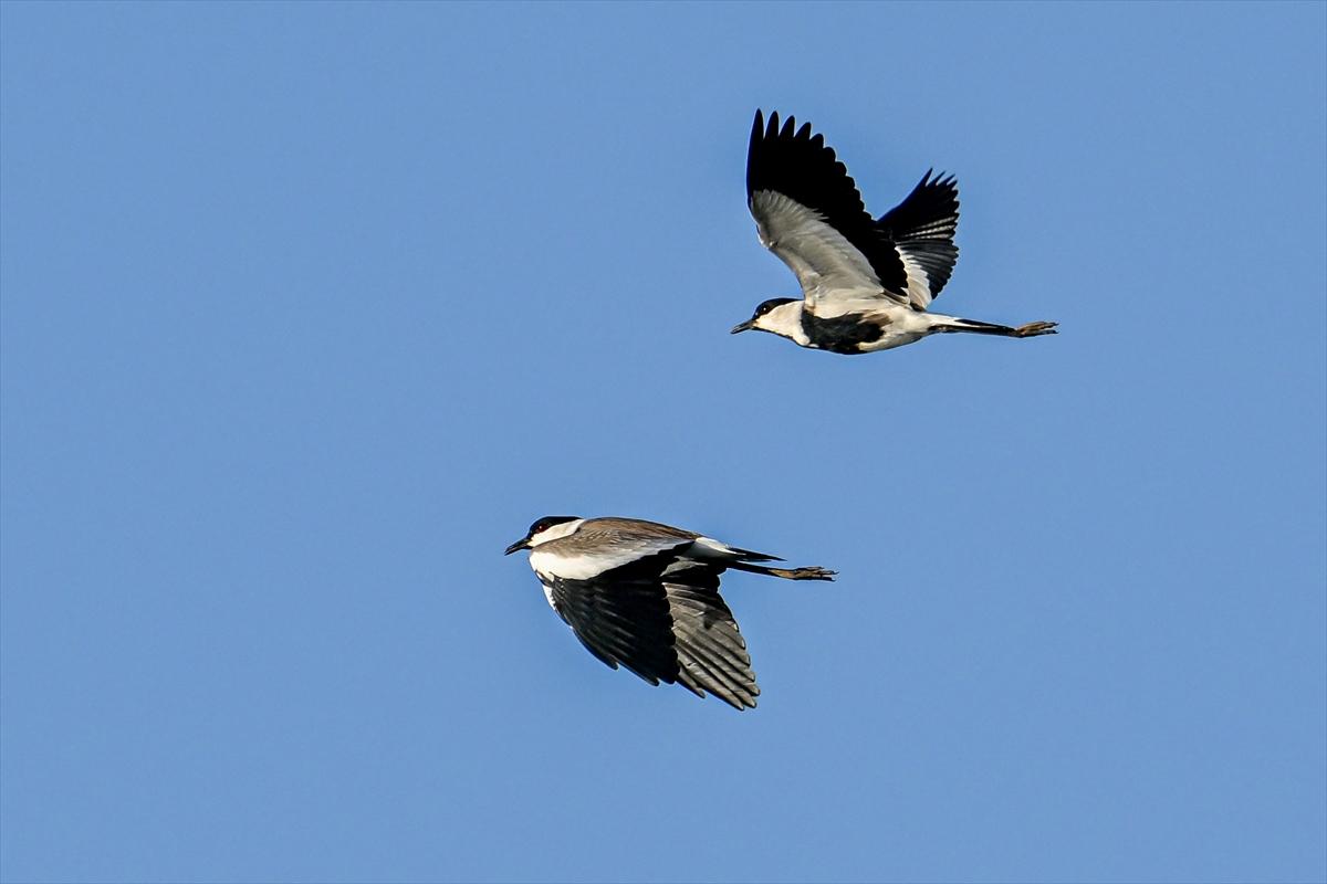 Gaziantep kuşlara ev sahipliği yapıyor
