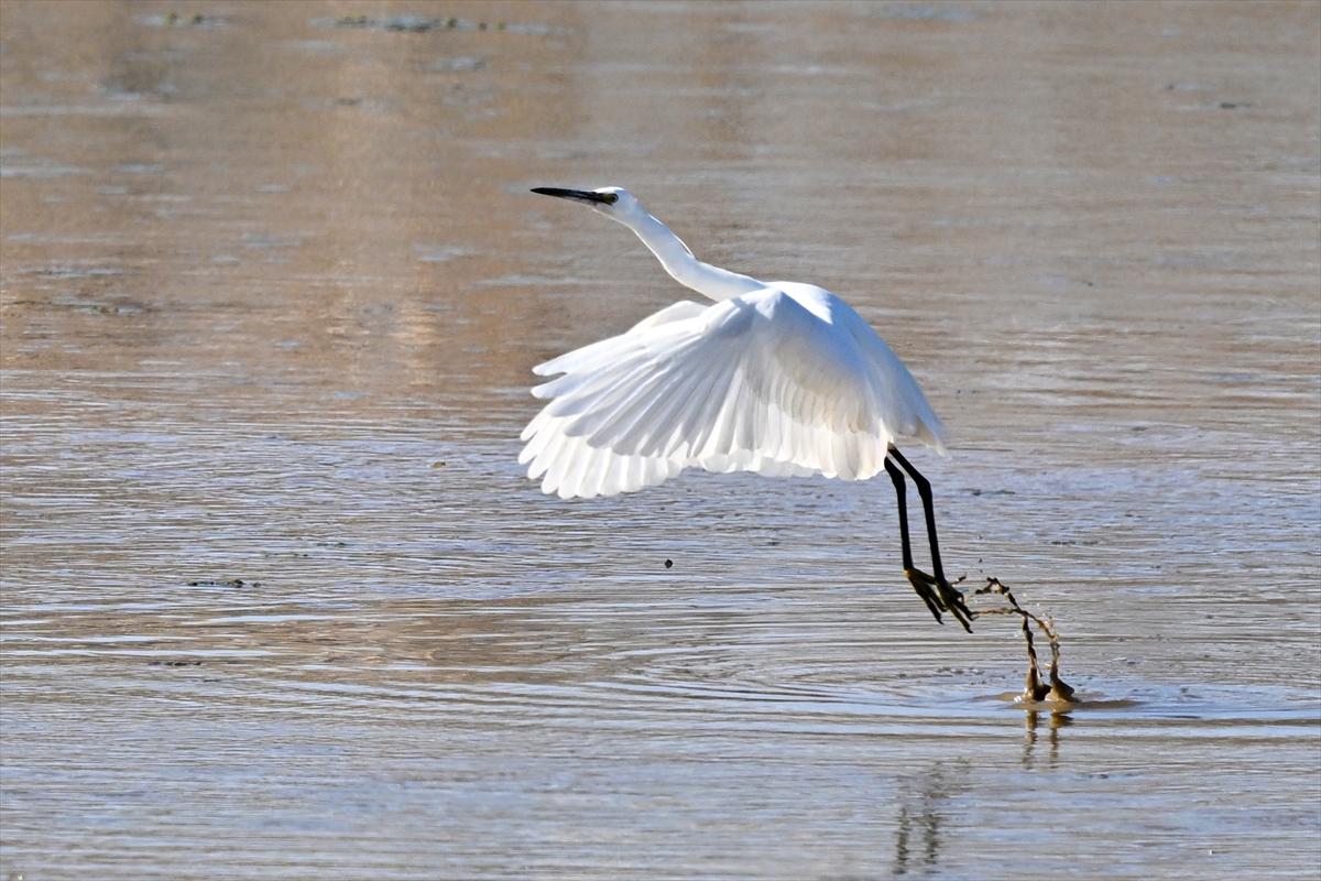 Gaziantep kuşlara ev sahipliği yapıyor