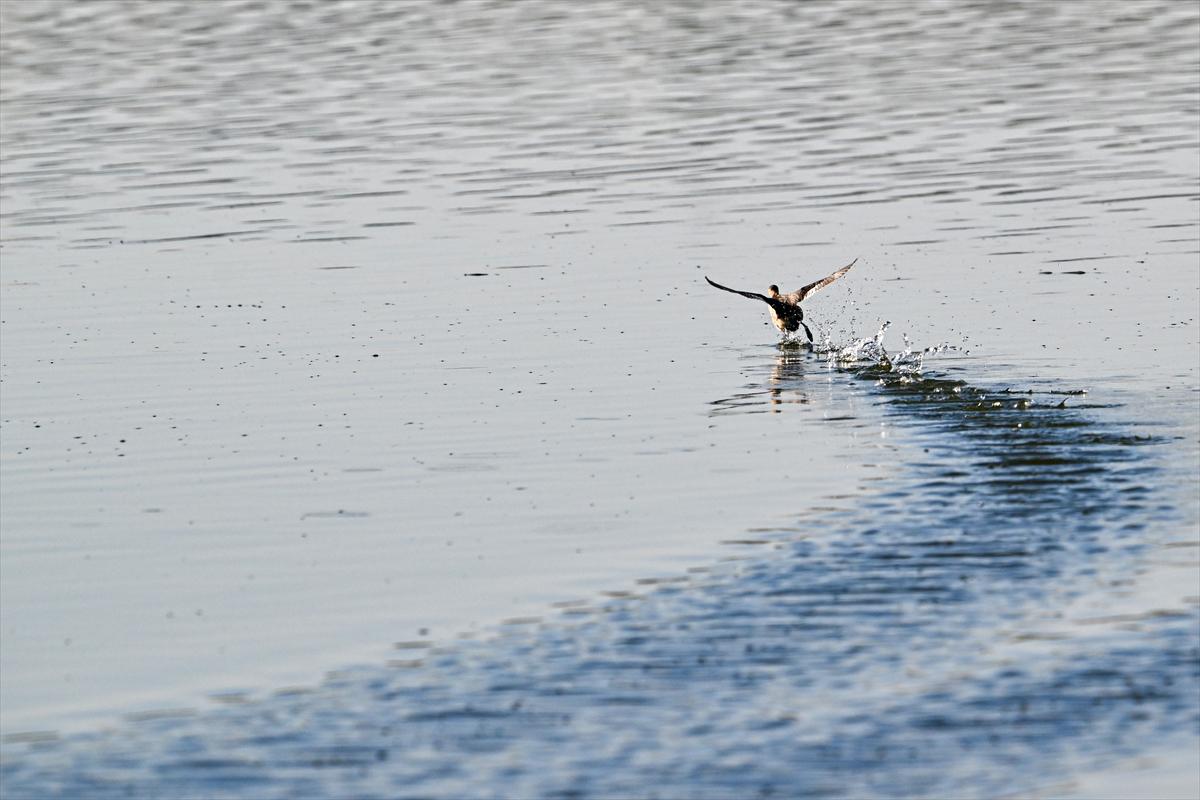 Gaziantep kuşlara ev sahipliği yapıyor