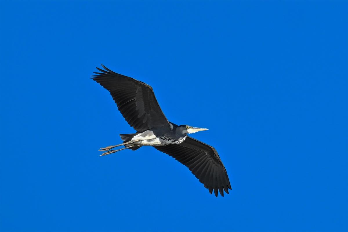 Gaziantep kuşlara ev sahipliği yapıyor