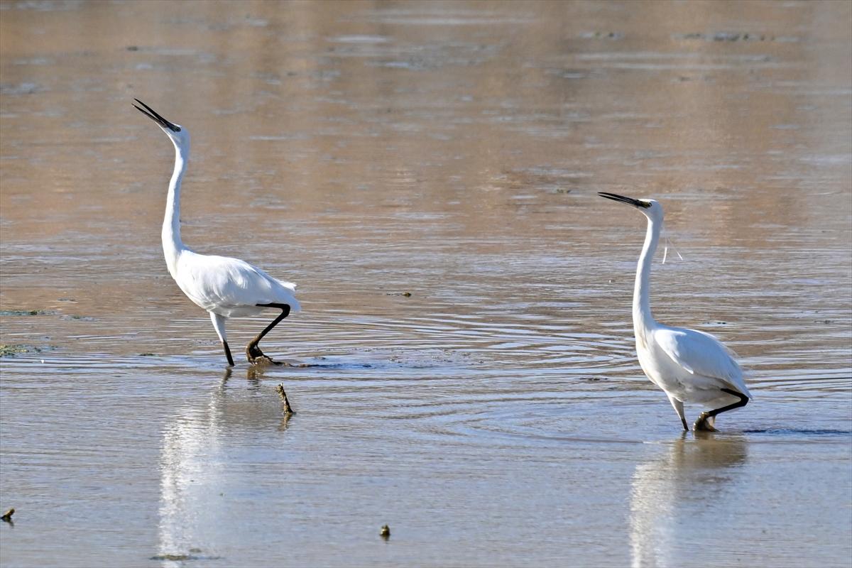 Gaziantep kuşlara ev sahipliği yapıyor