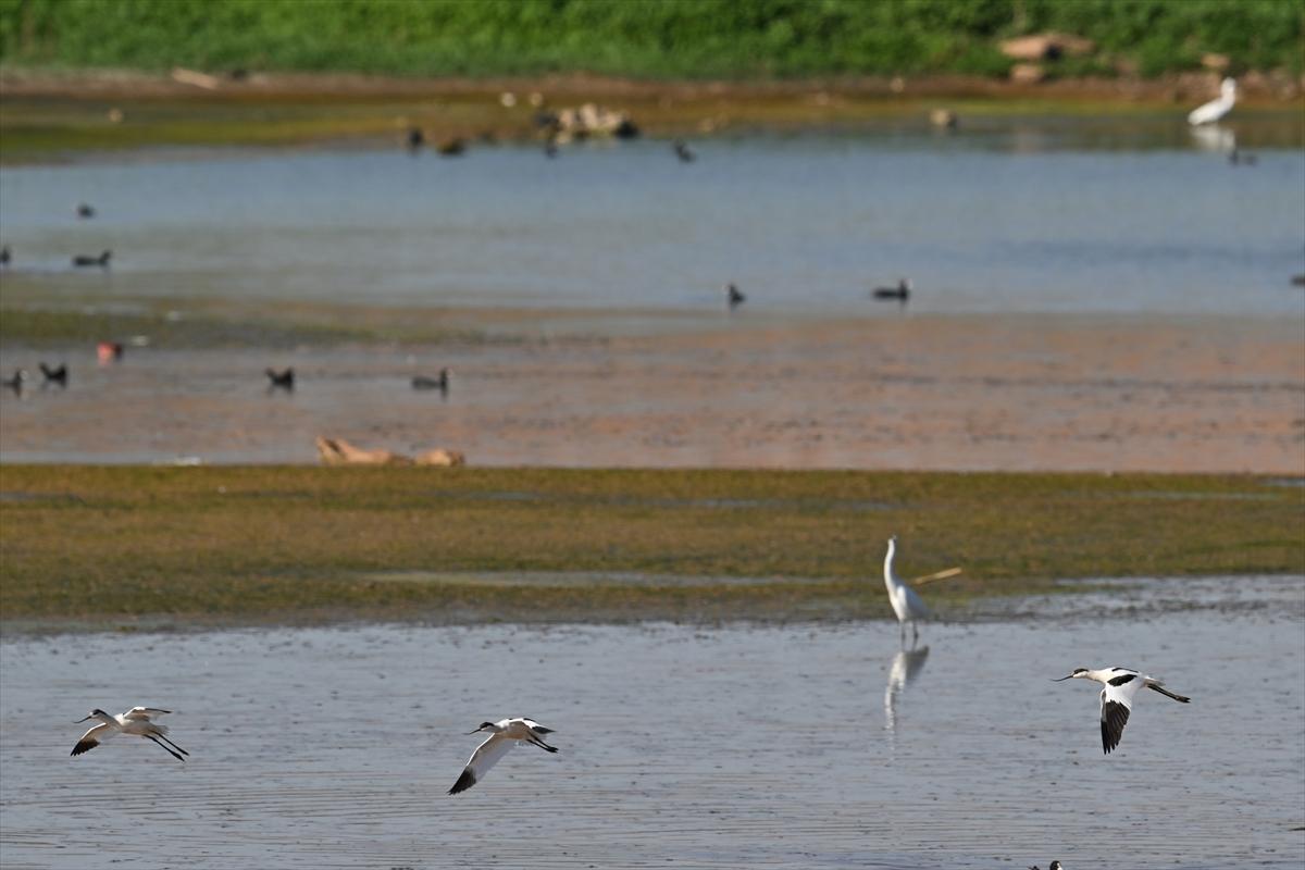 Gaziantep kuşlara ev sahipliği yapıyor