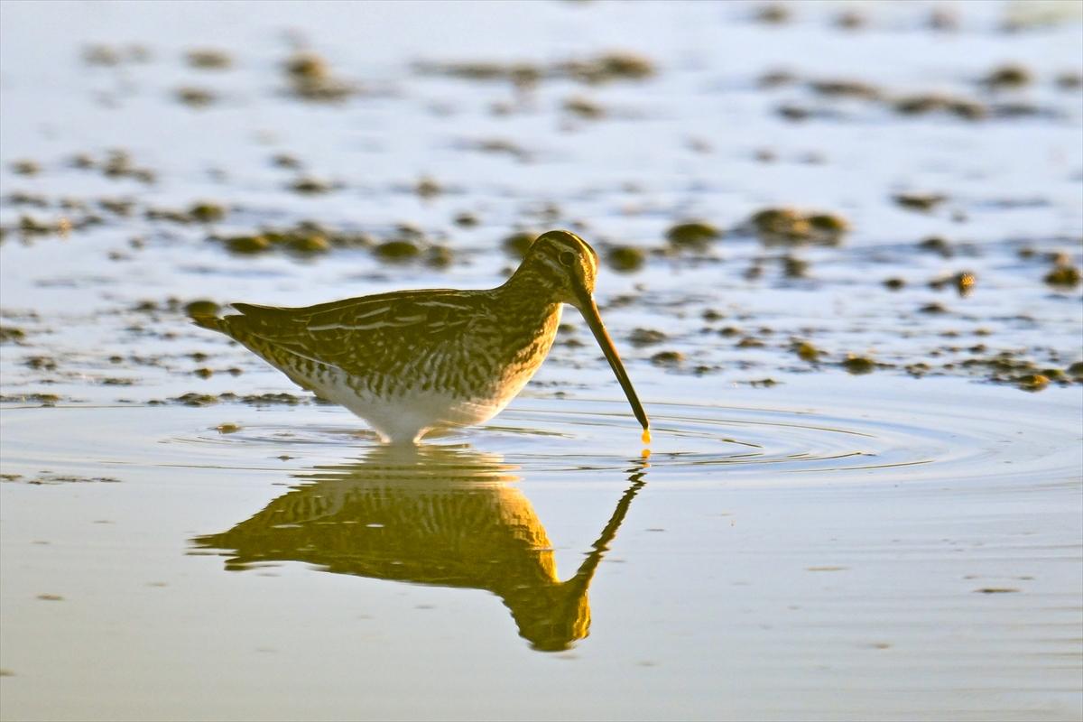 Gaziantep kuşlara ev sahipliği yapıyor