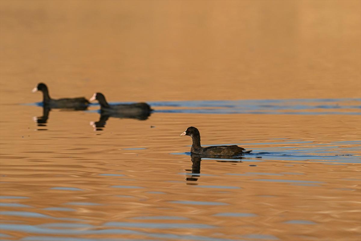Gaziantep kuşlara ev sahipliği yapıyor