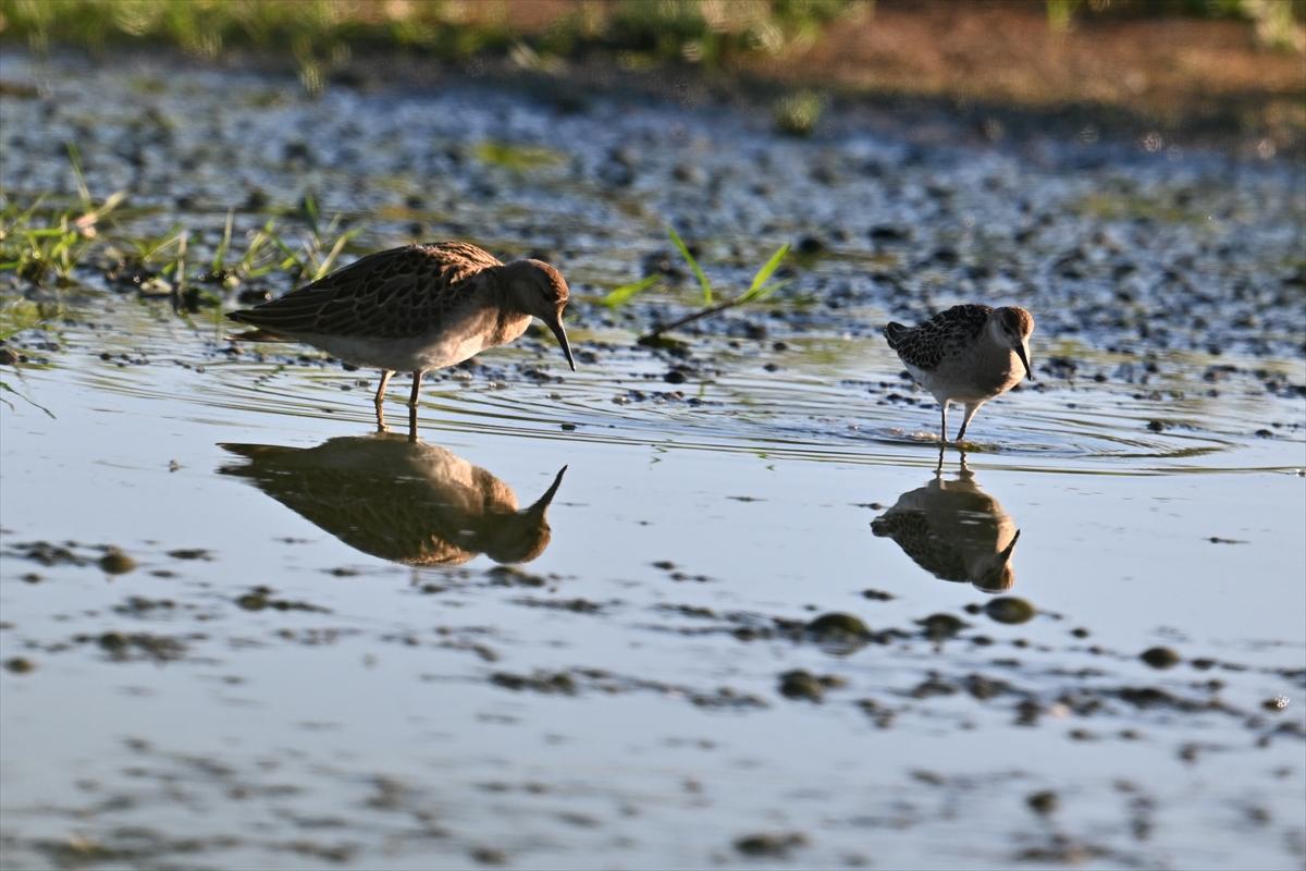 Gaziantep kuşlara ev sahipliği yapıyor