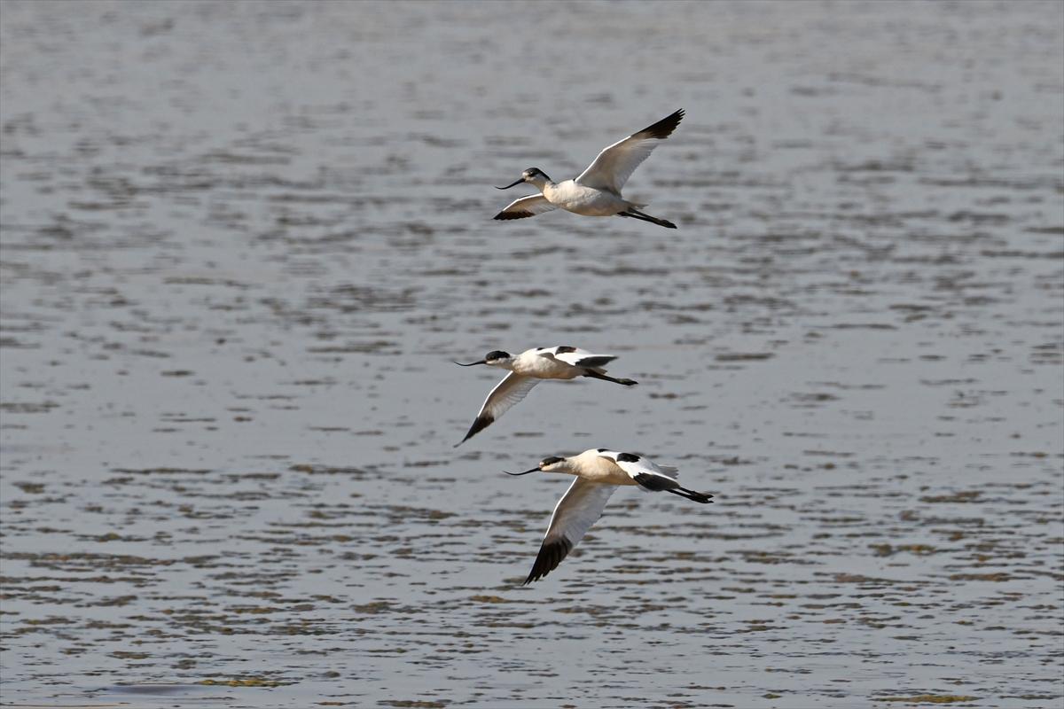 Gaziantep kuşlara ev sahipliği yapıyor