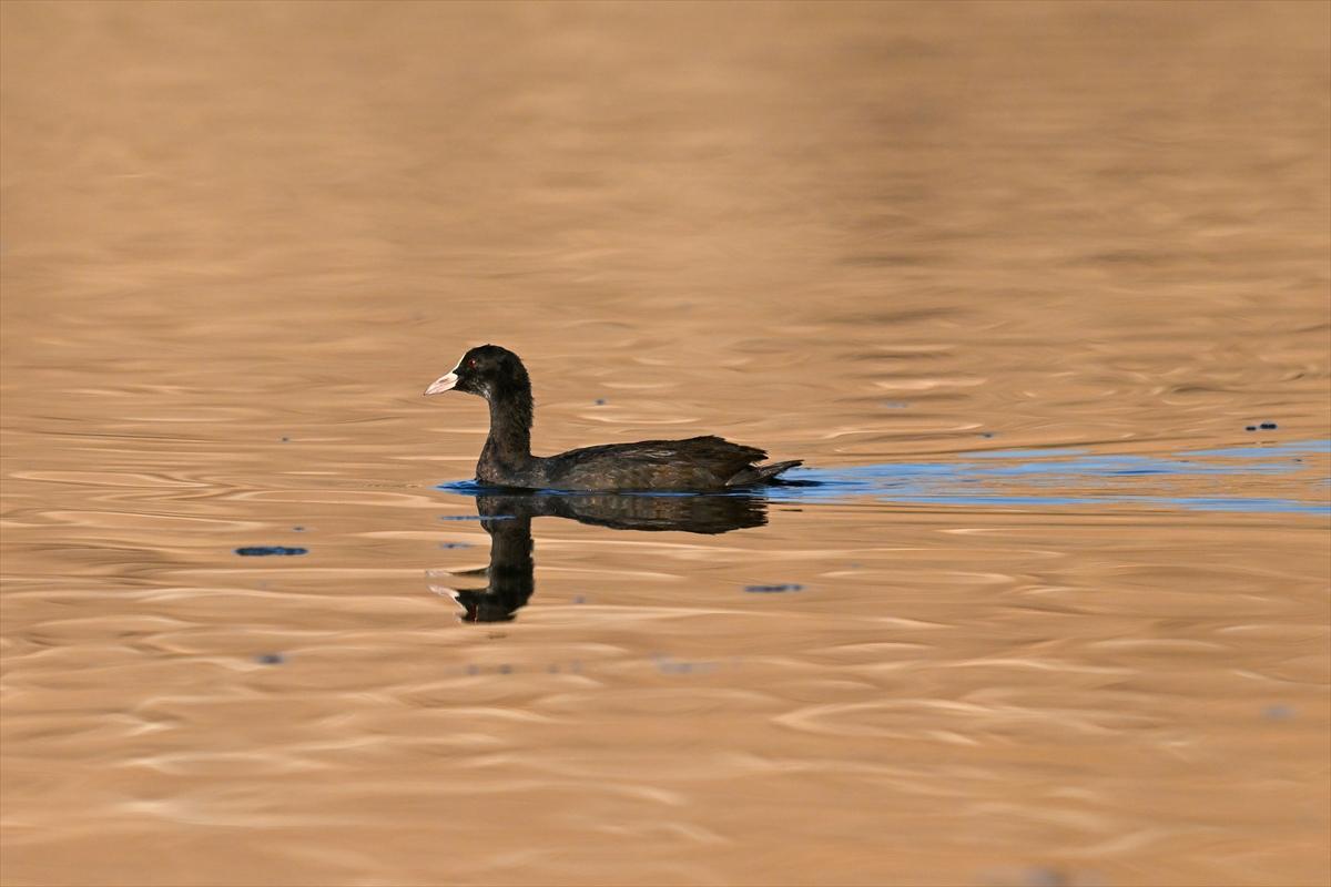 Gaziantep kuşlara ev sahipliği yapıyor