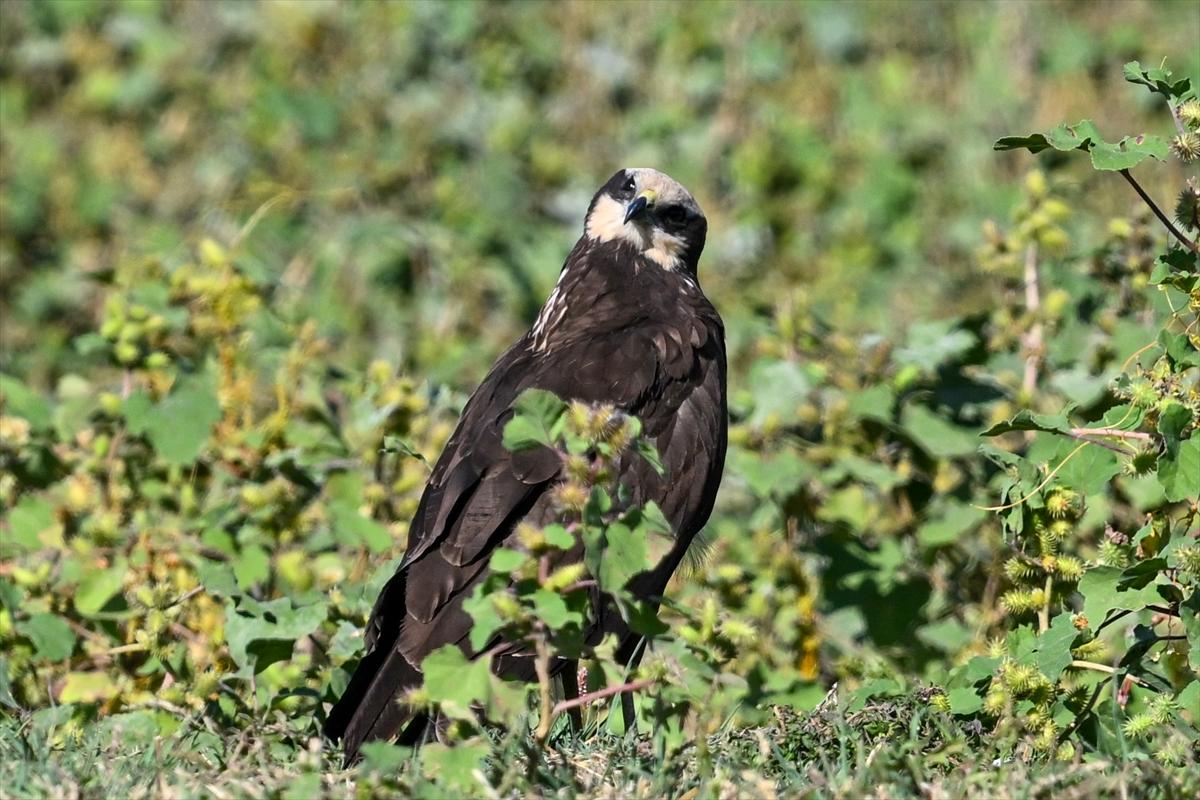 Gaziantep kuşlara ev sahipliği yapıyor