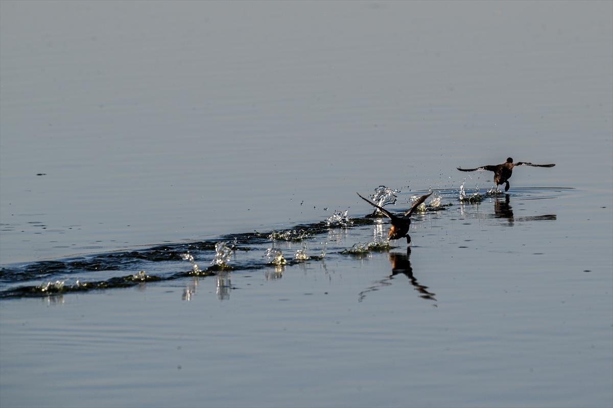 Gaziantep kuşlara ev sahipliği yapıyor