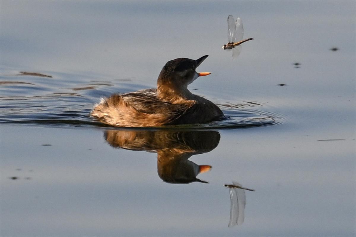 Gaziantep kuşlara ev sahipliği yapıyor