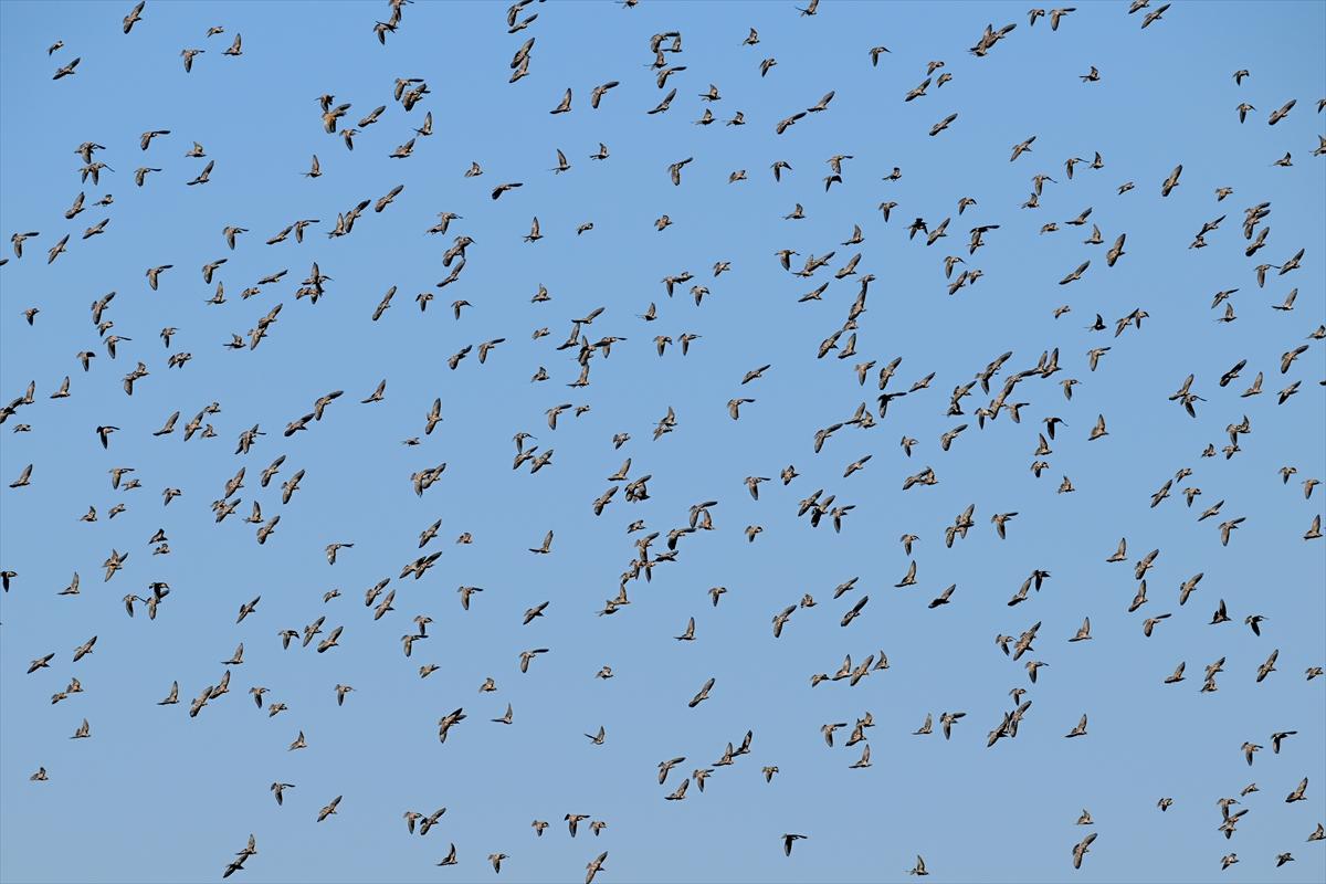 Gaziantep kuşlara ev sahipliği yapıyor