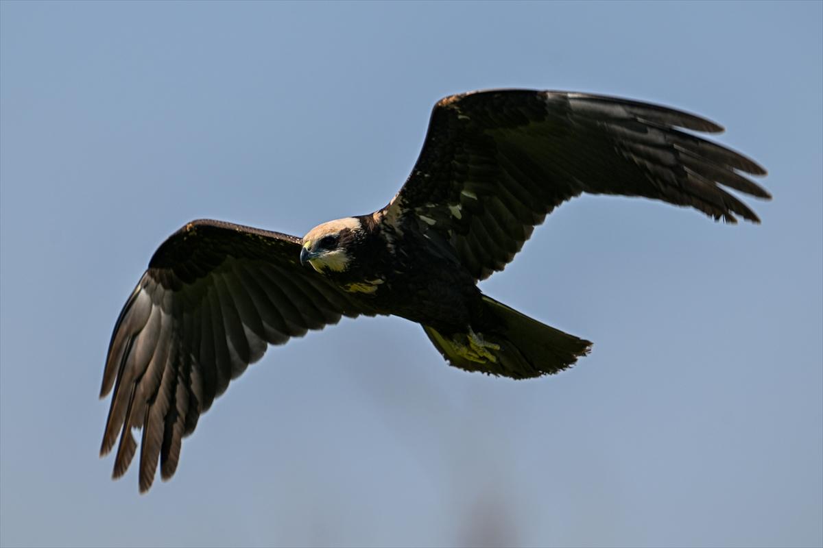 Gaziantep kuşlara ev sahipliği yapıyor