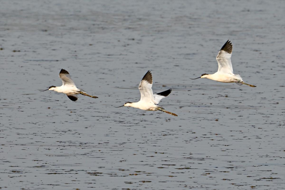 Gaziantep kuşlara ev sahipliği yapıyor