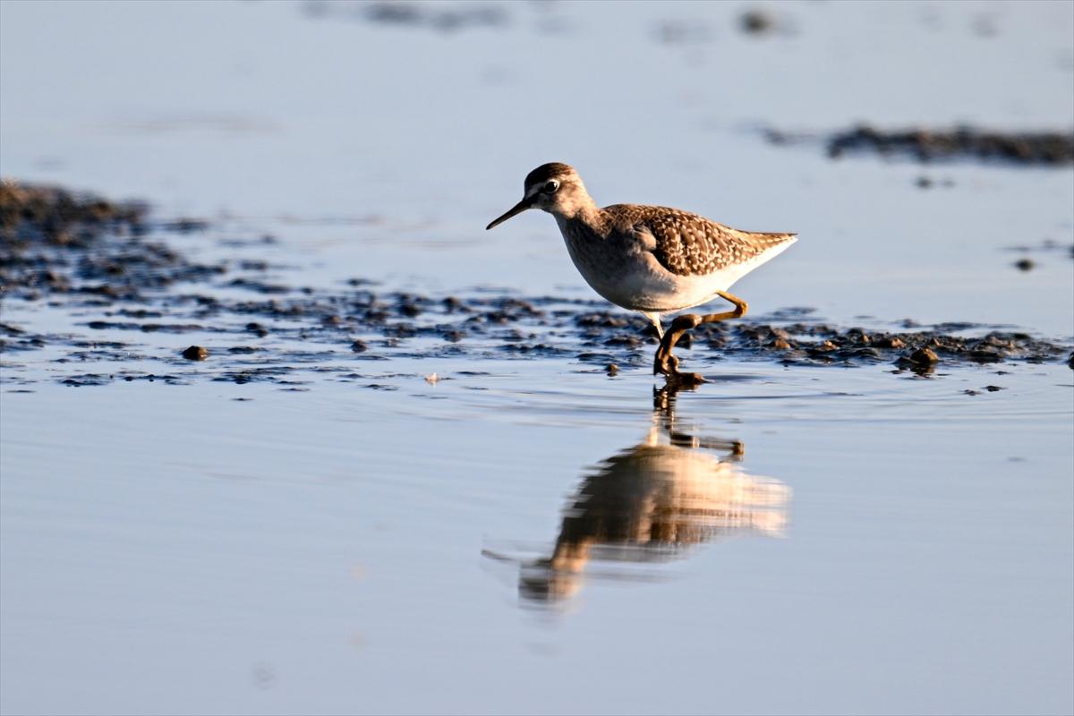 Gaziantep kuşlara ev sahipliği yapıyor