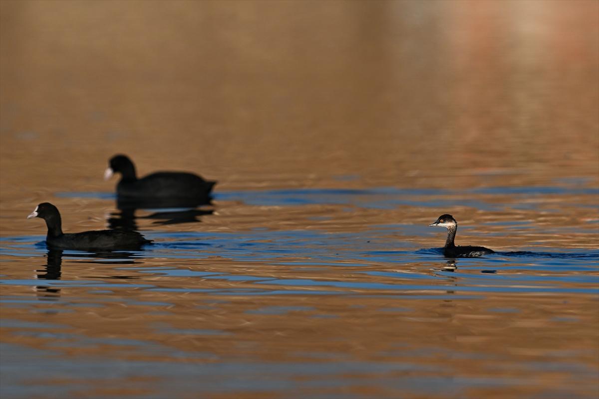 Gaziantep kuşlara ev sahipliği yapıyor