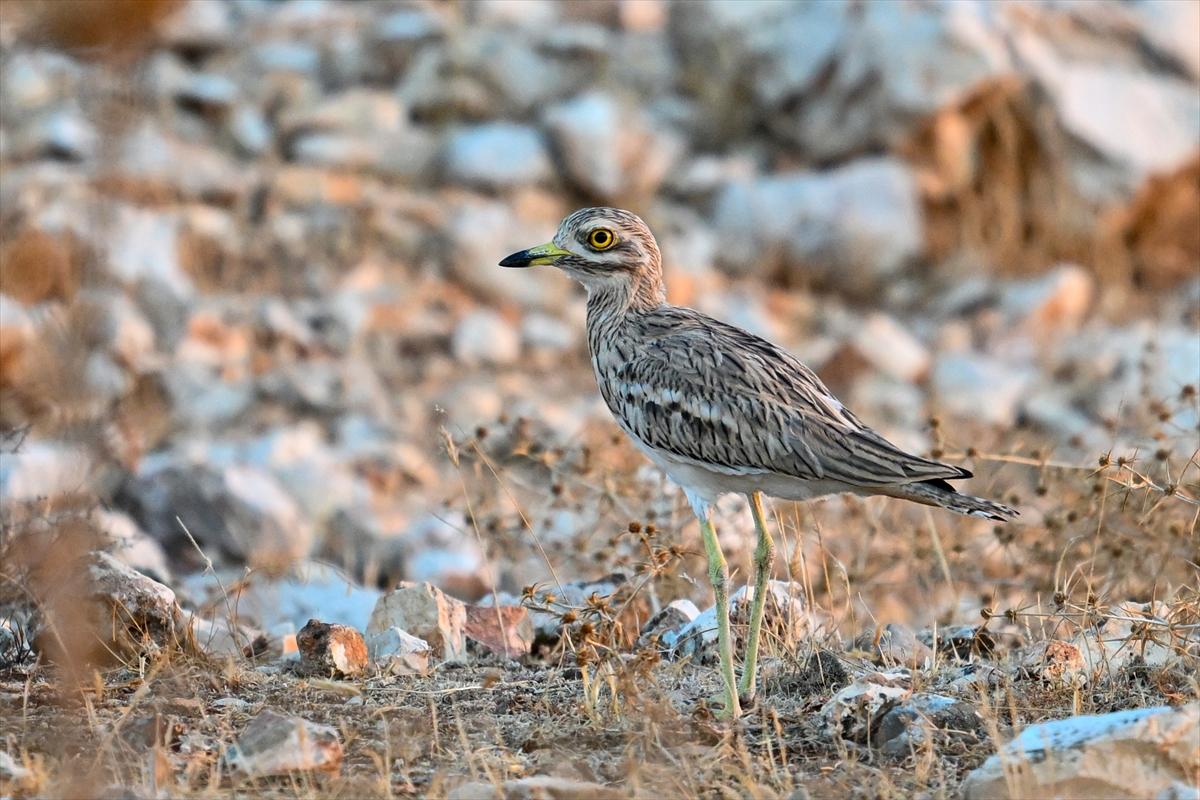Gaziantep kuşlara ev sahipliği yapıyor