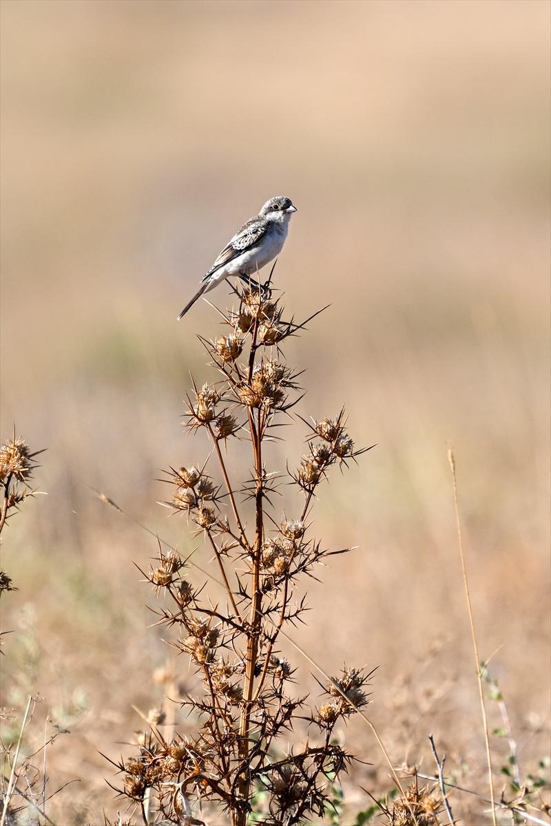 Gaziantep kuşlara ev sahipliği yapıyor