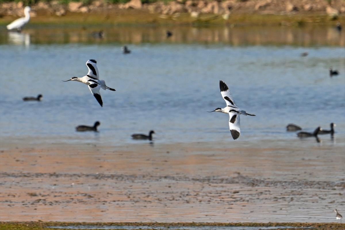 Gaziantep kuşlara ev sahipliği yapıyor