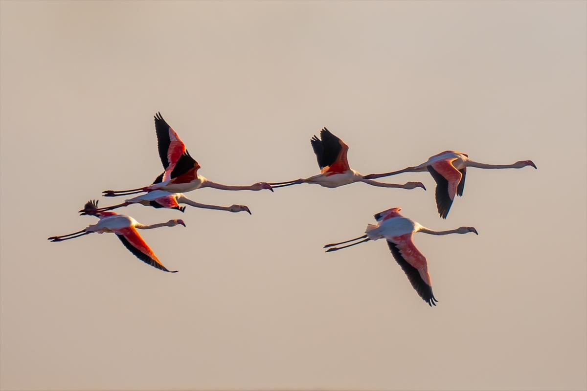 Konya'nın eşsiz güzelliği Düden Gölü: Kuşların uğrak noktası olmaya devam ediyor