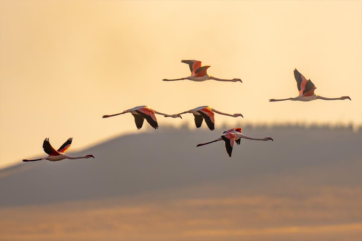 Konya'nın eşsiz güzelliği Düden Gölü: Kuşların uğrak noktası olmaya devam ediyor