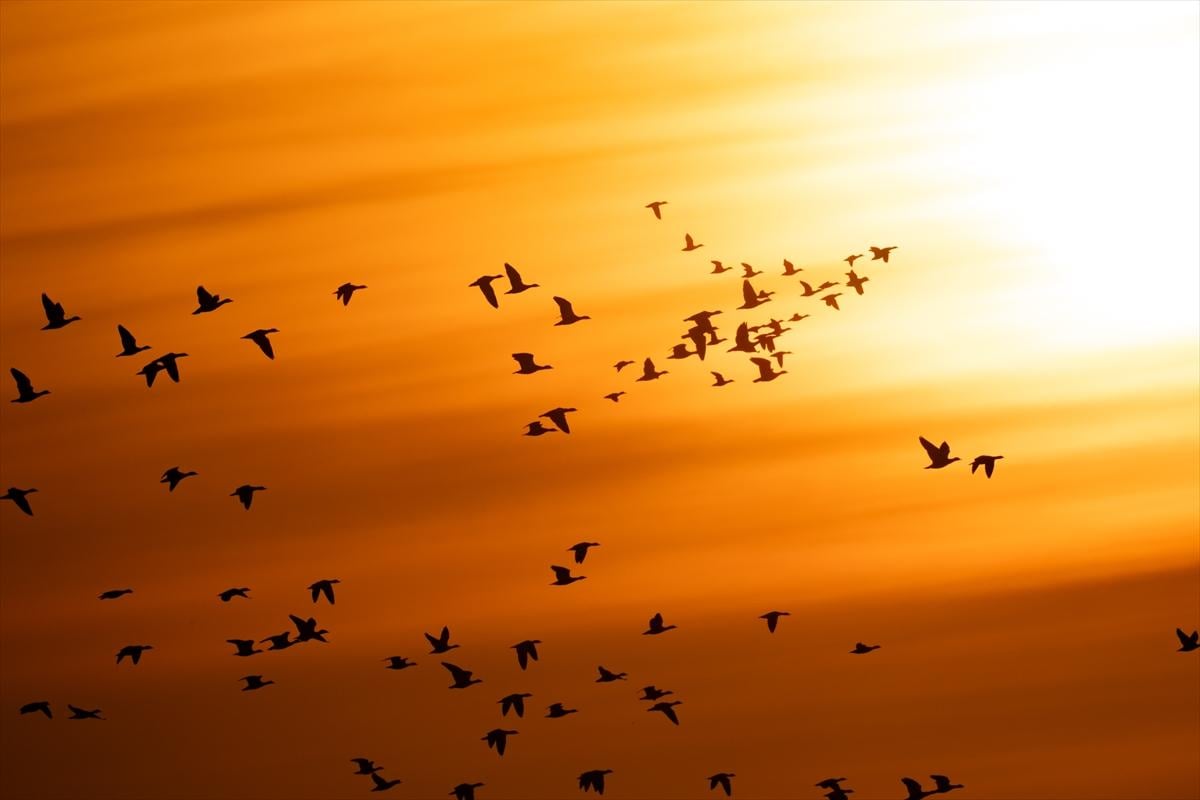 Konya'nın eşsiz güzelliği Düden Gölü: Kuşların uğrak noktası olmaya devam ediyor