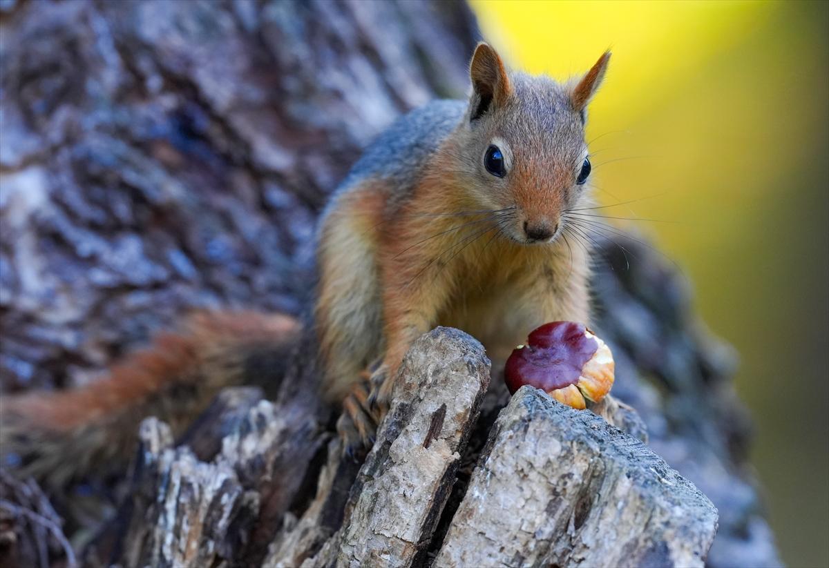 Sincapların sonbahar keyfi görüntülendi