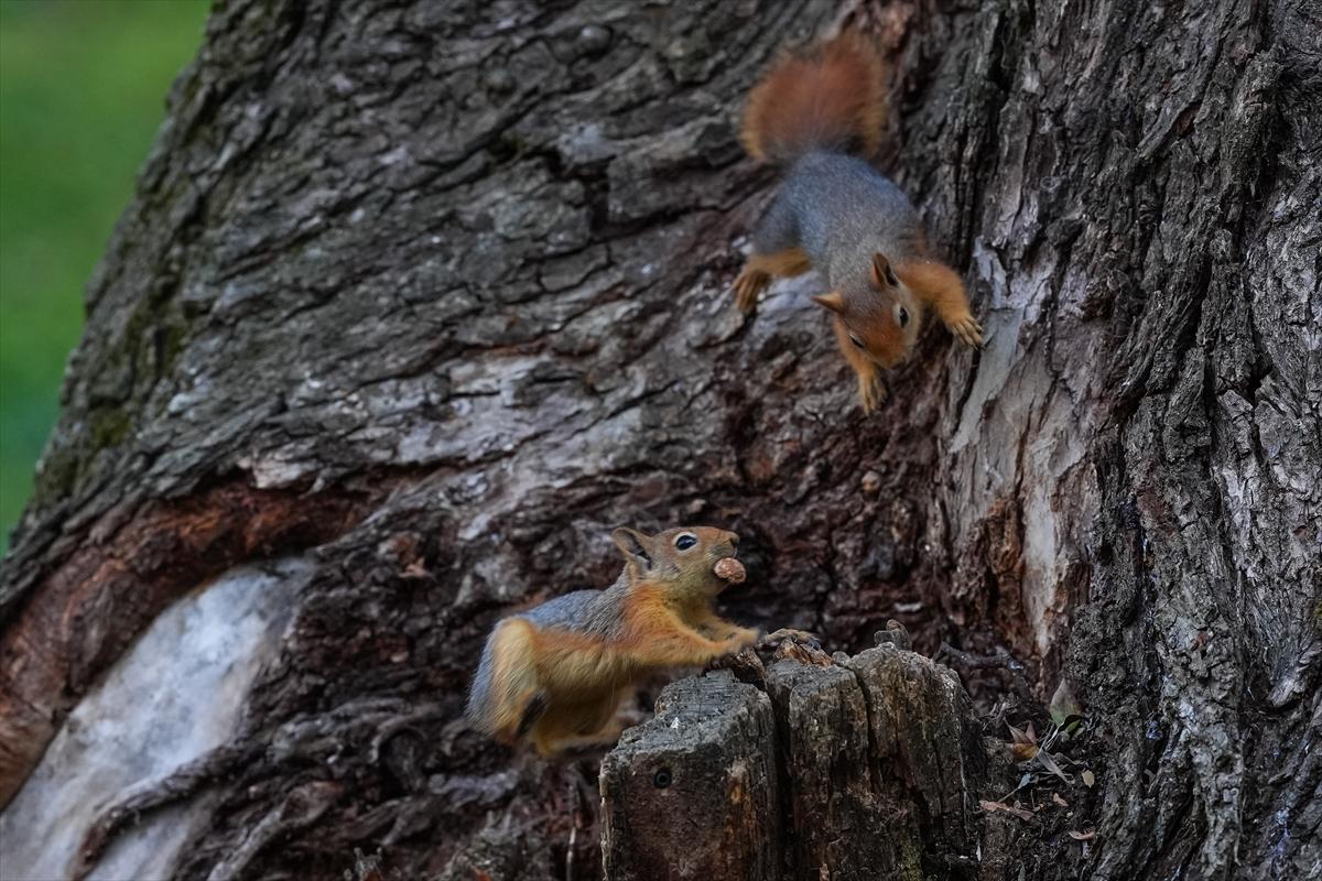 Sincapların sonbahar keyfi görüntülendi