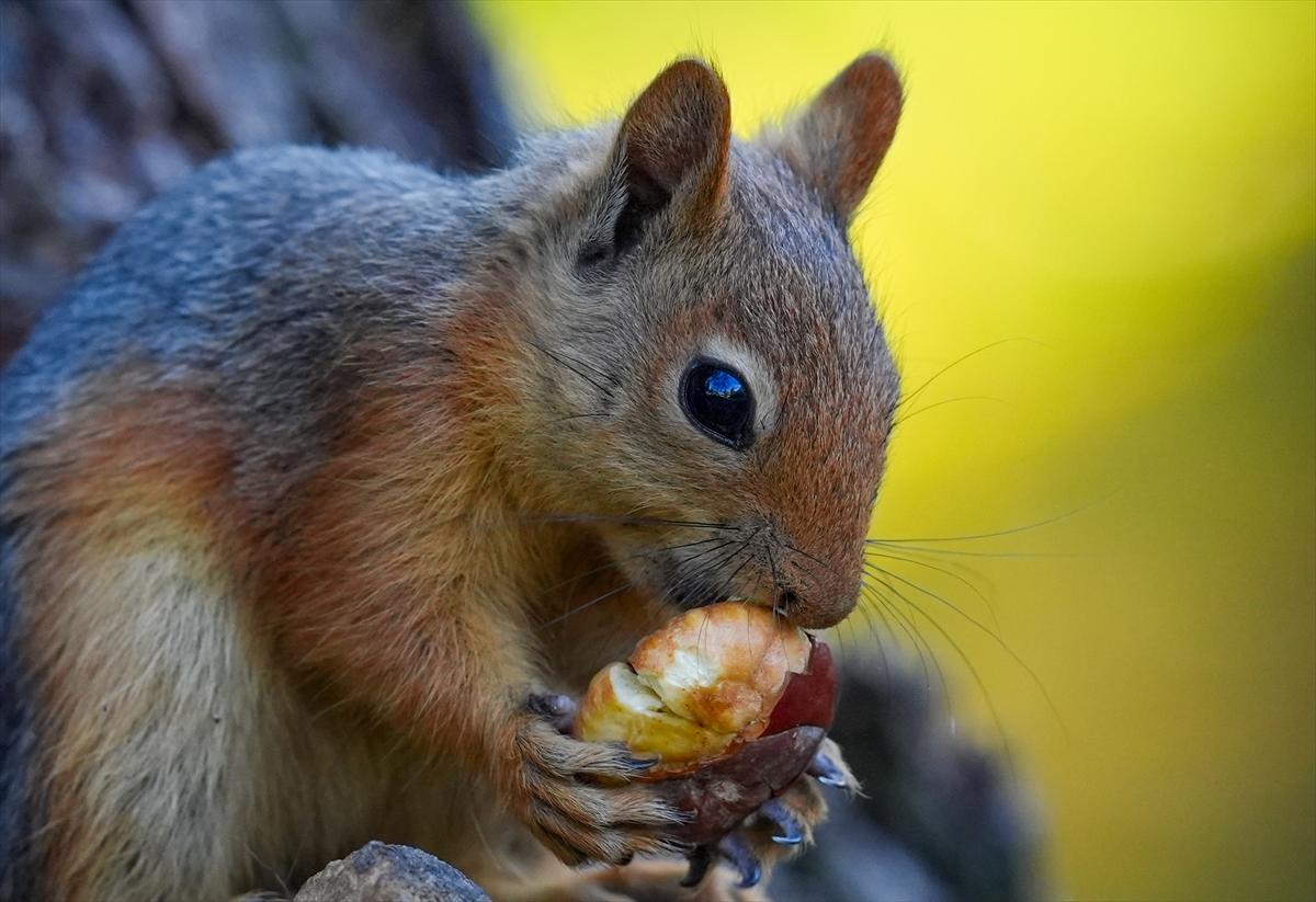 Sincapların sonbahar keyfi görüntülendi