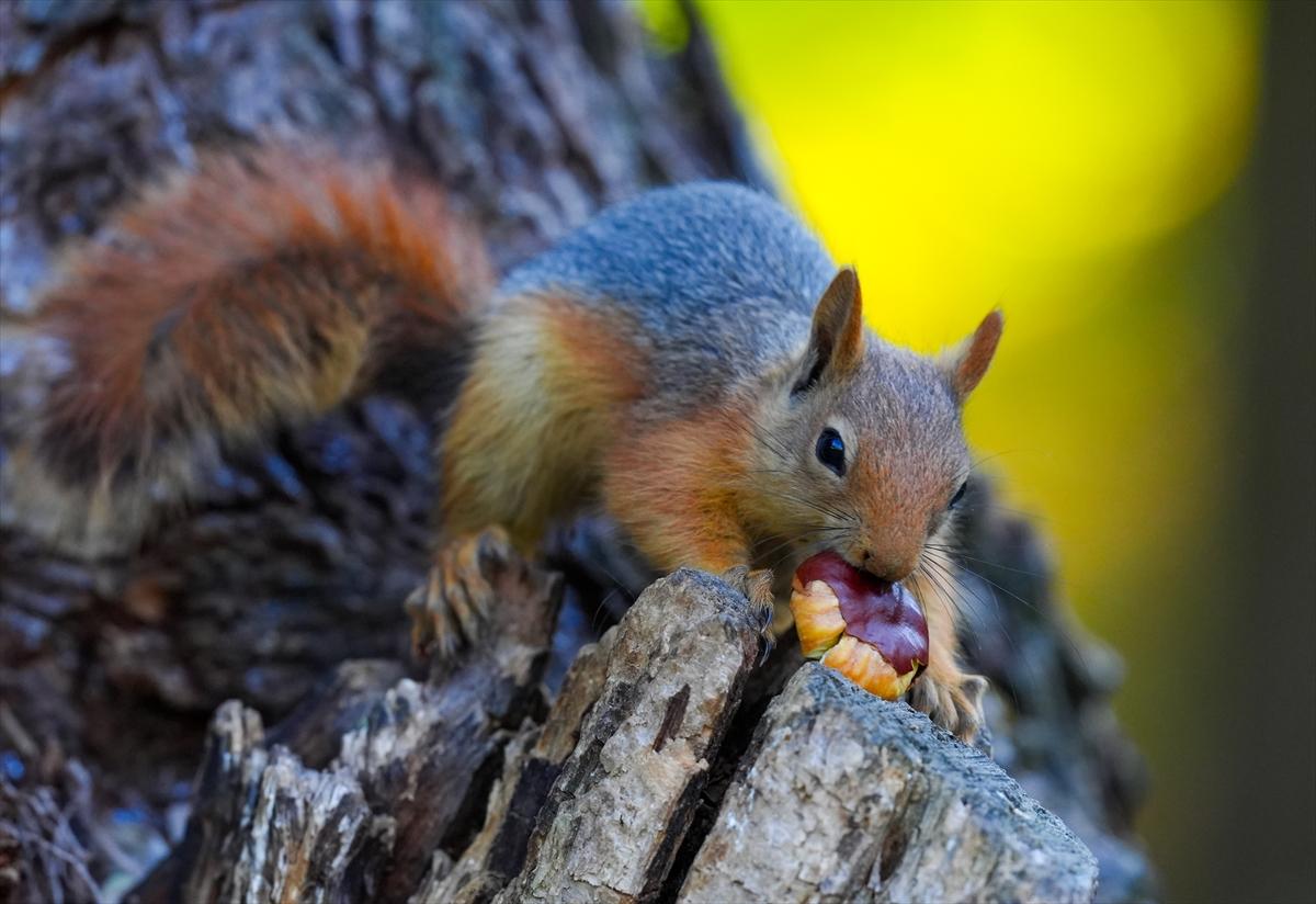 Sincapların sonbahar keyfi görüntülendi